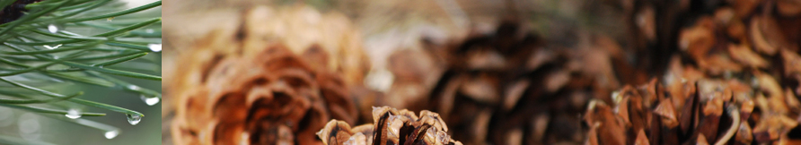 Header Graphic